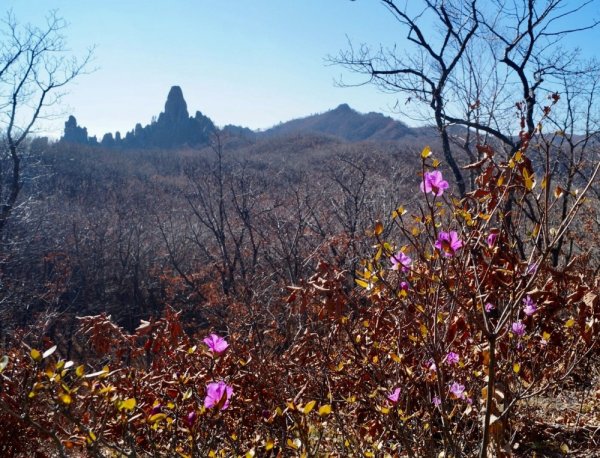 Маральник Алтай Телецкое озеро