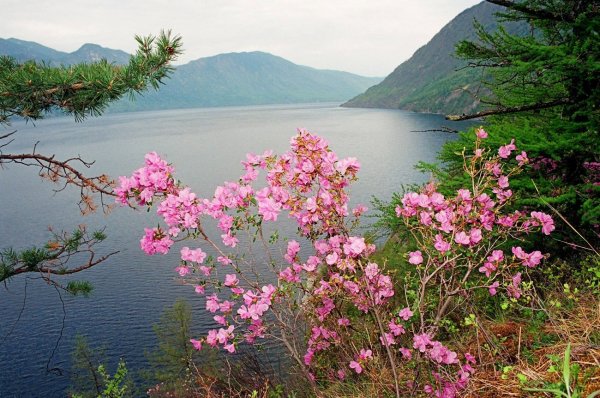 Алтай Белокуриха багульник