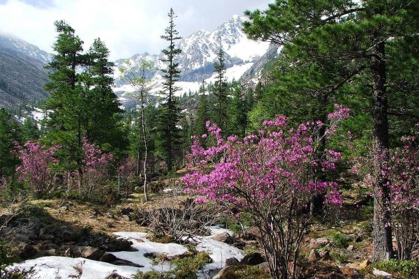 Рододендрон Шлиппенбаха в Приморье
