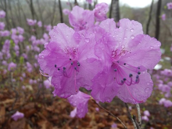 Верба Приморский край