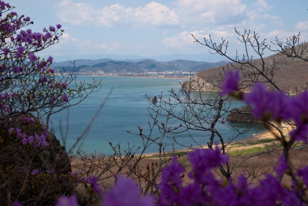 Рододендрон багульник Дальневосточный
