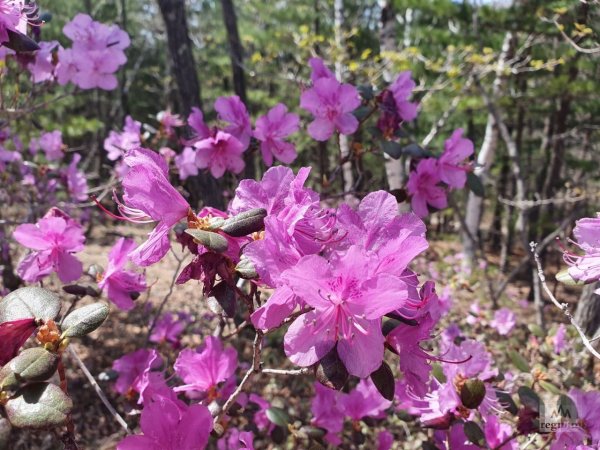 Ранняя Весна в Приморье