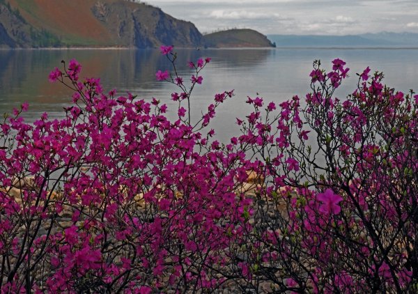 Багульник цветёт. Забайкальский край.