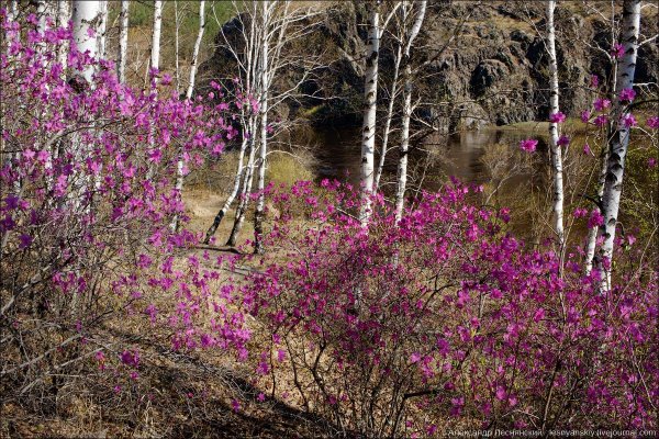 Багульник в Приморье