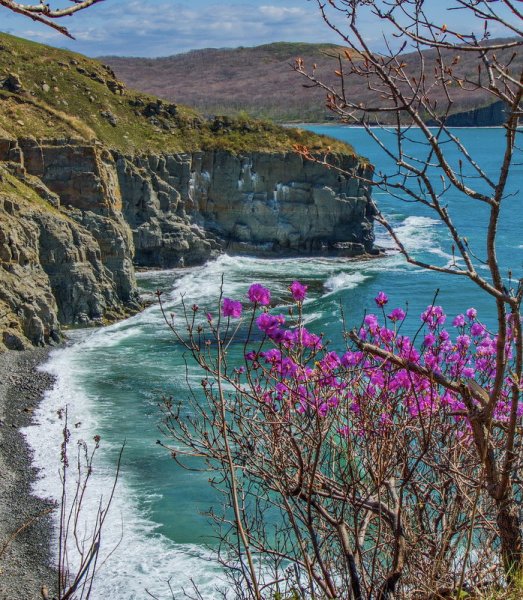 Рододендрон Даурский Забайкалье