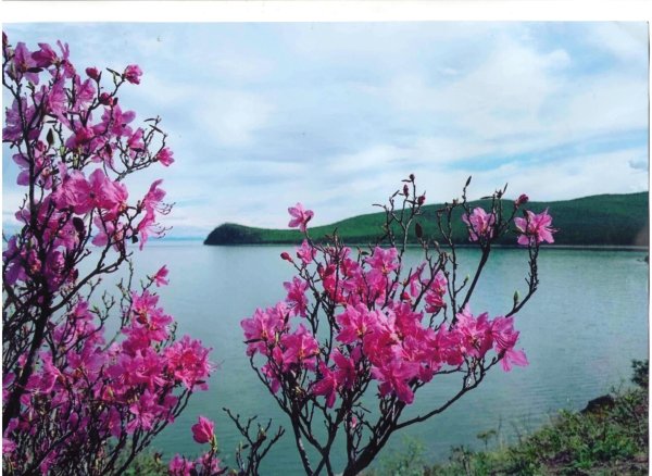 Маральник на Алтае