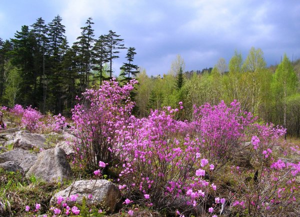 Багульник красный