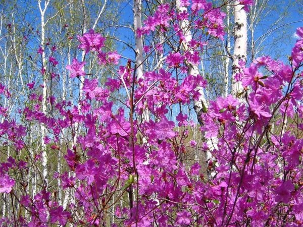 Природа Забайкальского края багульник