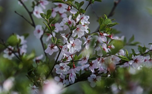 Багульник Владивосток
