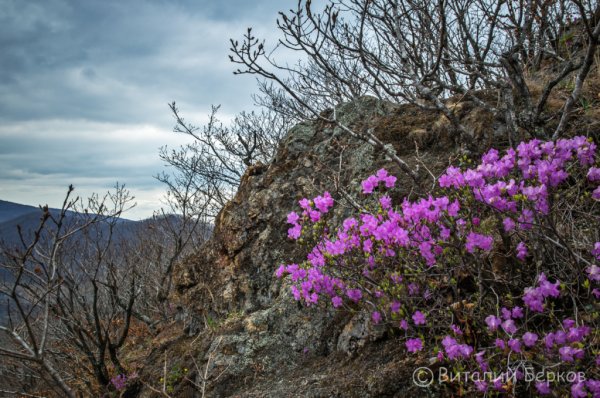 Рододендрон Даурский багульник