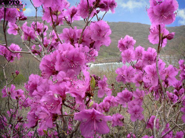 Облучье багульник