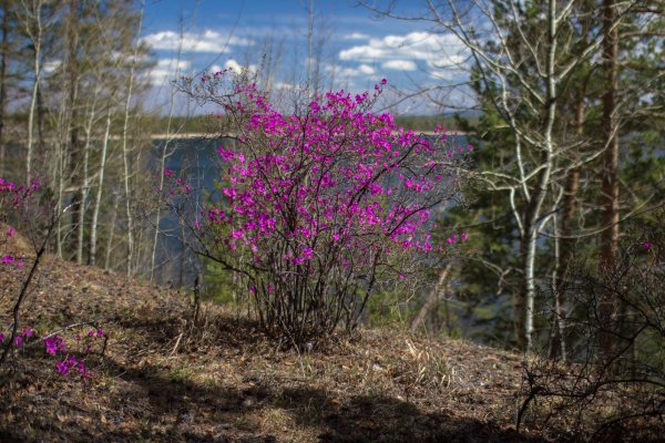 Уссурийская глухая Тайга