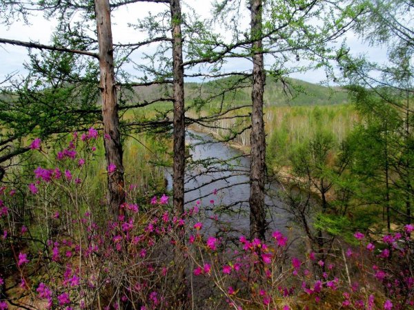 Рододендрон Даурский багульник