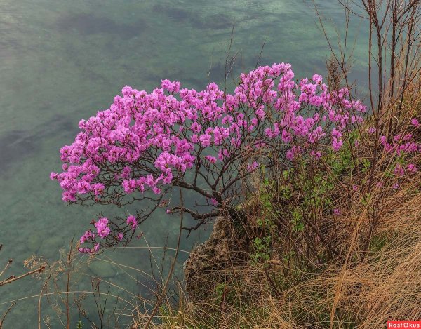 Первоцветы подснежники Приморский край