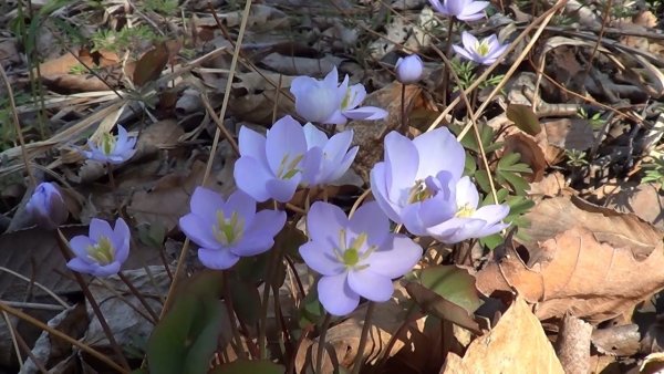 Рододендрон багульник Байкал