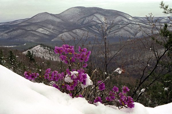 Рододендрон Владивосток