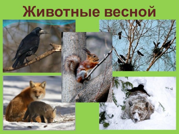 Животные весной для детей
