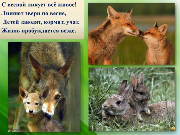 Жизнь животных весной