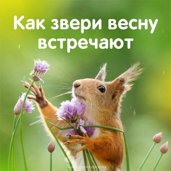 Животные встречают весну