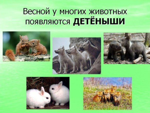 Животные весной для детей