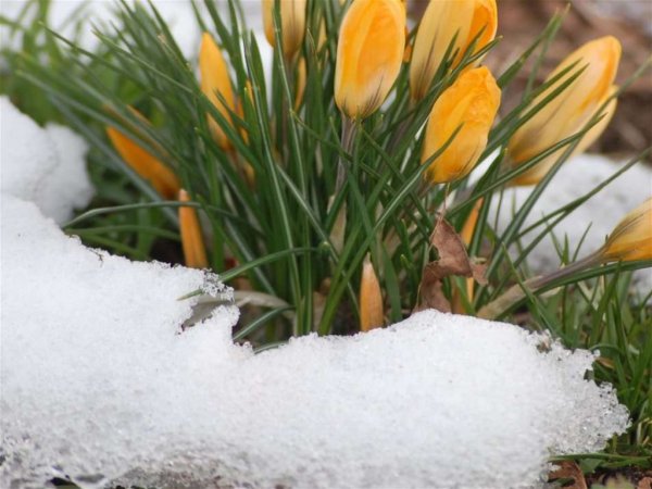 Дождливое Весеннее утро