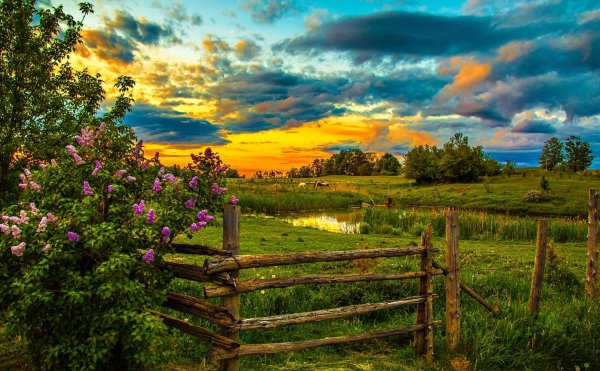 Лето природа