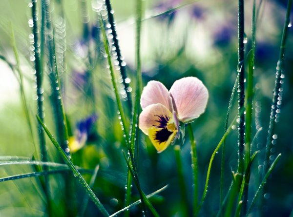 Природа птицы бабочки