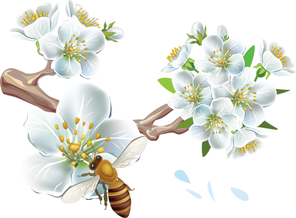 Вена на прозрачном фоне