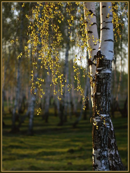 Утро березы