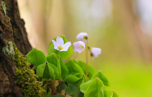 Доброе утро природа Весна