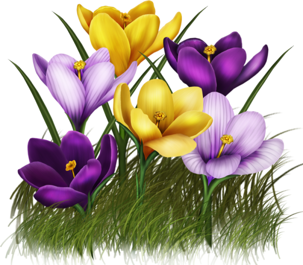 Весенние цветы на прозрачном фоне