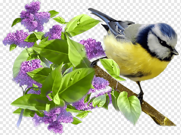 Цветочная Поляна на прозрачном фоне