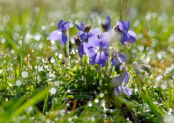 Фиалка Утренняя роса