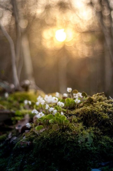 Свет в природе