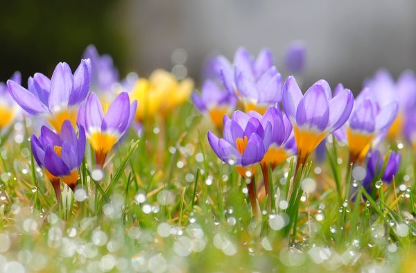 Девочка с цветами