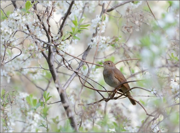 Курский Соловей