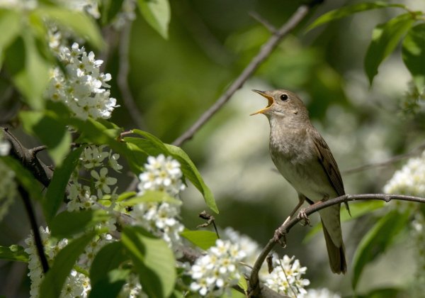 Курский Соловей