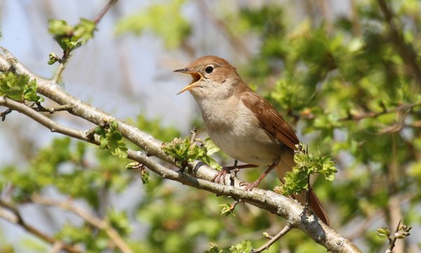 Курский край соловьиные трели