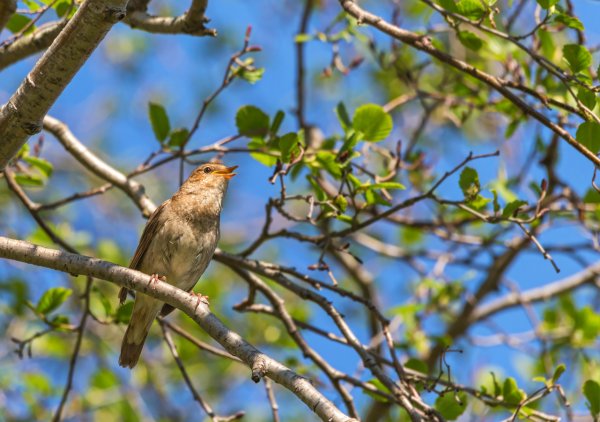 Весенний Соловей