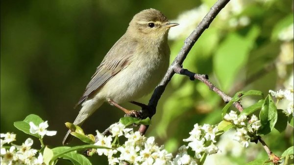 Соловей в черемухе