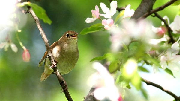 Соловьиная роща Соловей
