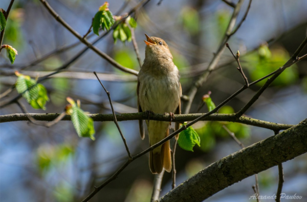 Весенние певчие птицы