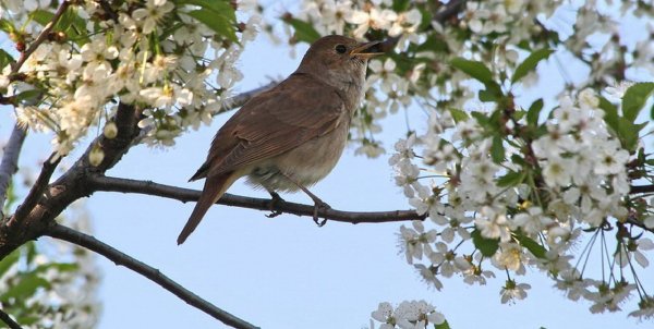 Курский край соловьиные трели