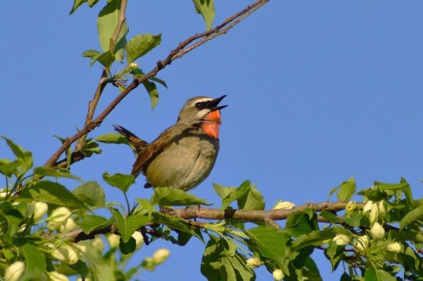 Сибирский Соловей птица