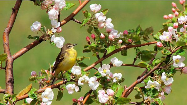 Весенние птицы