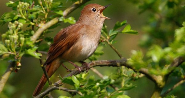 Соловей поет