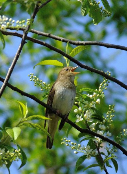 Полевой Жаворонок полет