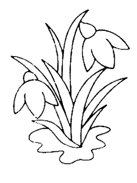 Растение первоцвет весенний черно белая