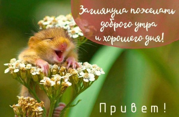 Радостного дня и хорошего настроения