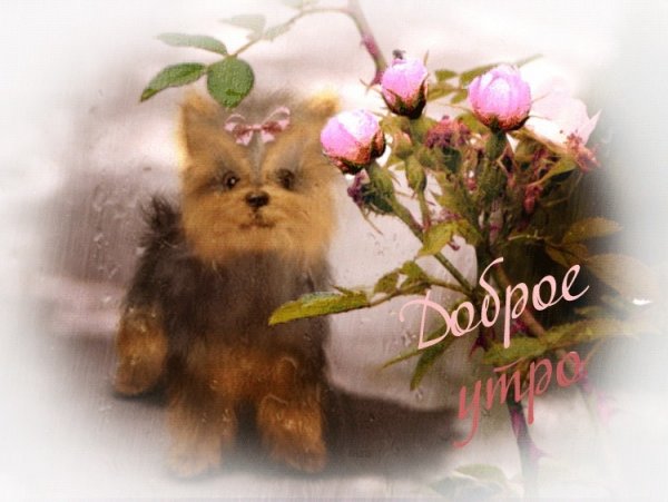 Картинки доброе утро приятной женщине